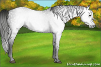 Horse Color:Gray Black Frame Rabicano 