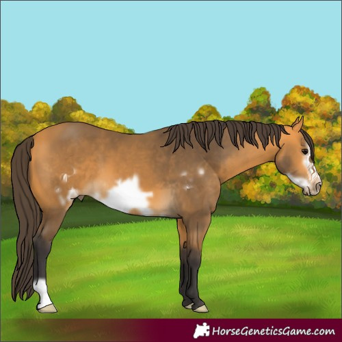 Horse Color:Buckskin Frame 