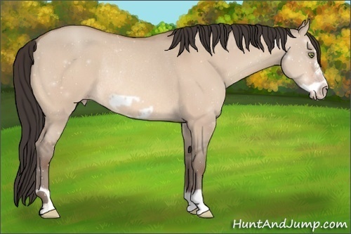 Horse Color:Amber Champagne Dun Frame Rabicano 