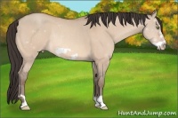 Horse Color:Amber Champagne Dun Frame Rabicano