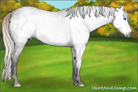 Horse Color:Gray Silver Black Frame Rabicano 