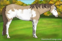 Horse Color:Classic Cream Champagne Splash Frame 