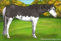 Horse Color:Smoky Black Splash 