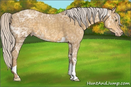 Horse Color:Silver Classic Cream Champagne Ice Roan Tobiano 