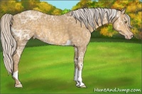 Horse Color:Silver Classic Cream Champagne Ice Roan Tobiano 