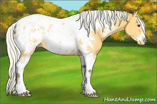 Horse Color:Silver Buckskin Tobiano Frame Appaloosa 