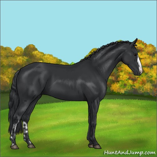 Horse Color:Black and Black