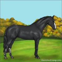 Horse Color:Black  and Black 
