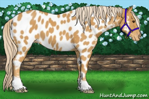 Horse Color:Palomino Near Leopard 