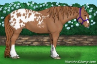 Horse Color:Chestnut Appaloosa