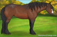 Horse Color:Bay Splash Frame