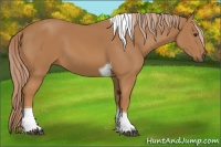 Horse Color:Chestnut Tobiano 