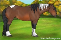 Horse Color:Bay Tobiano 