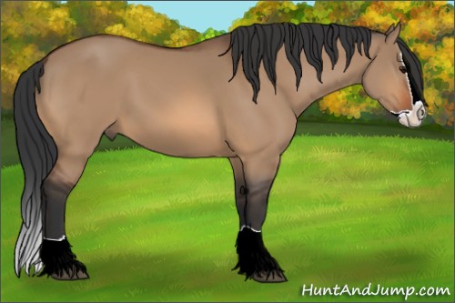 Horse Color:Bay Dun Splash