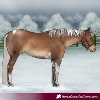 Horse Color:Gray Silver Black Pearl Tobiano 