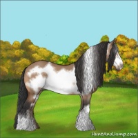 Horse Color:Bay Dun Frame