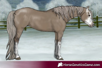 Horse Color:Gray White Spotted Silver Grullo