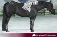 Horse Color:Black Tobiano 