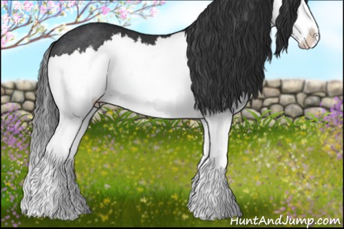 Horse Color:Black Splash Rabicano 