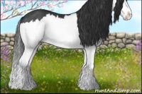 Horse Color:Black Splash Rabicano 