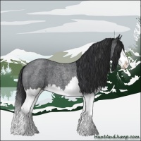 Horse Color:Blue Roan Splash 