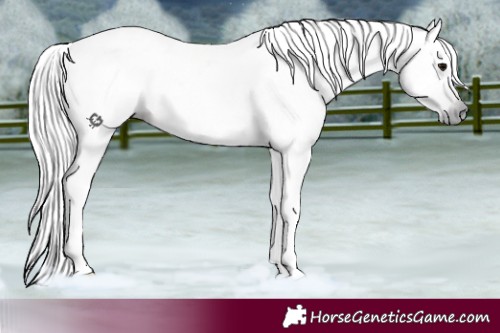 Horse Color:Gray White Spotted Brown Tobiano 