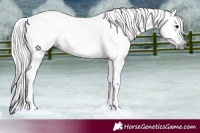 Horse Color:Gray White Spotted Brown Tobiano 