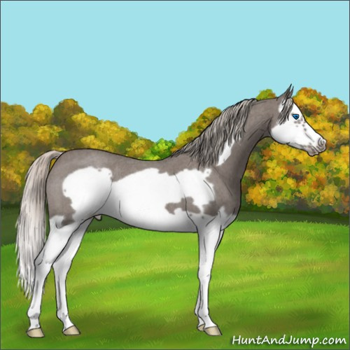 Horse Color:Silver Blue Roan Splash Frame 