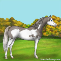 Horse Color:Silver Blue Roan Splash Frame 
