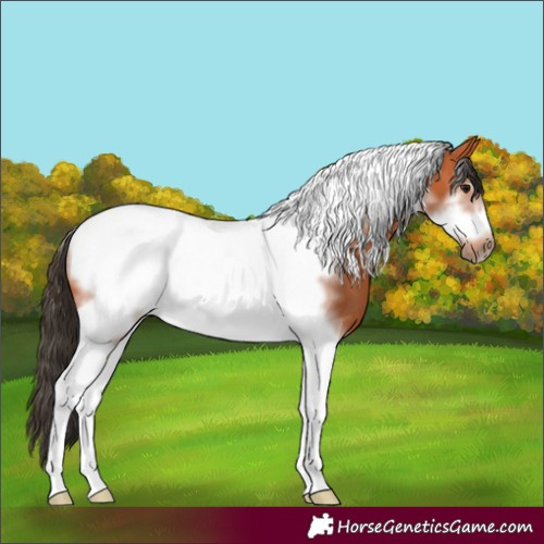 Horse Color:Bay Tobiano Frame 