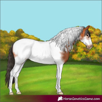 Horse Color:Bay Tobiano Frame 