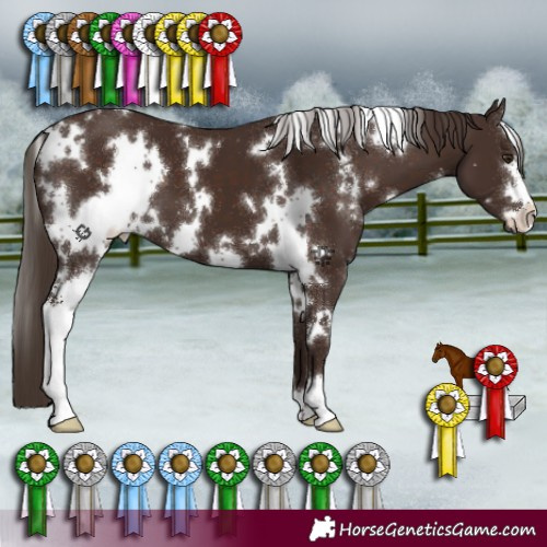 Horse Color:White Spotted Liver Chestnut Sabino
