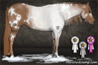 Horse Color:White Spotted Chestnut Sabino