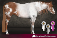 Horse Color:White Spotted Chestnut Sabino