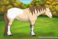 Horse Color:White Spotted Buckskin Dun Appaloosa