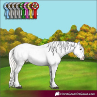 Horse Color:Silver Bay Dun Sabino Frame Appaloosa 