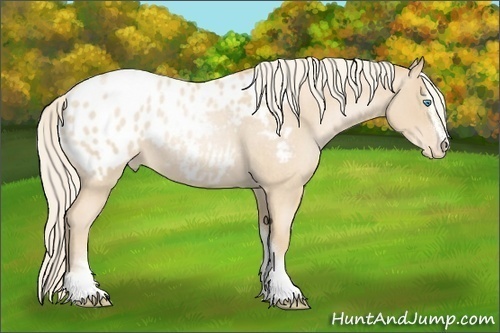 Horse Color:Palomino Roan Pearl Sabino Appaloosa 