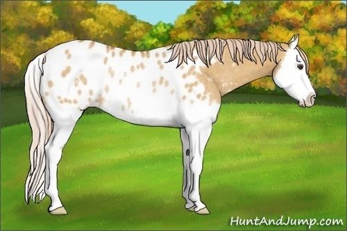 Horse Color:Palomino Dun Splash Appaloosa Rabicano