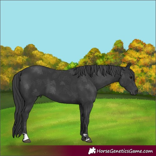 Horse Color:Black 