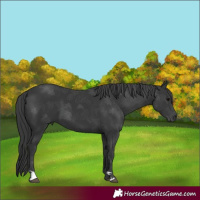 Horse Color:Black 