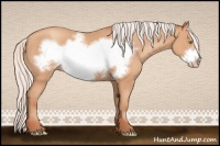Horse Color:Silver Amber Champagne Frame 