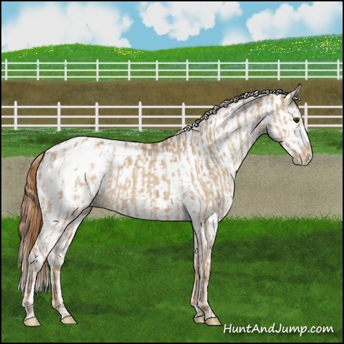 Horse Color:Red Dun Appaloosa  and Red Dun Appaloosa 