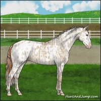 Horse Color:Red Dun Appaloosa  and Red Dun Appaloosa 