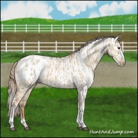Horse Color:Red Dun Appaloosa  and Gray Red Dun Appaloosa 