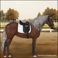 Horse Color:Silver Bay 