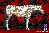 Horse Color:Buckskin Tobiano Near Leopard
