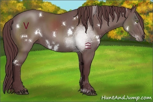 Horse Color:White Spotted Chocolate Black