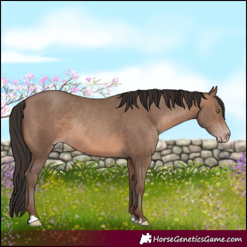 Horse Color:Sable Champagne Rabicano 