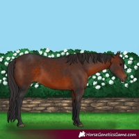 Horse Color:Brown Rabicano 