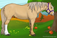 Horse Color:Palomino Dun 